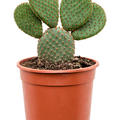 Opuntia microdasys 'Rufida', Verzweigt, im 17cm Topf, Hhe 40cm, Breite 25cm