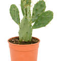 Opuntia vulgaris, im 17cm Topf, Hhe 40cm, Breite 20cm