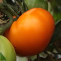 Heirloom Tomate 'Orange Wellington' (Solanum lycopersicum)