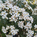 Orangenblume 'Greenfingers', Choisa ternata Greenfingers 