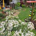Orangenblume 'Greenfingers', Choisa ternata Greenfingers