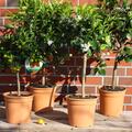 Deine Orangerie Set: Orangenfreuden: Navel Orange Navelina, Blutorange Moro, Regenbogen Orange Arcobal, Miniorange Calamondin