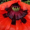 Orientalischer Mohn, Papaver orientale