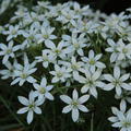 Ornithogalum umbellatum, Milchstern