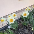 Osterglocke 'Orange Sunset', Narcissus 'Orange Sunset'