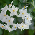 Sommerjasmin, Solanum jasminoides