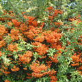 PYRACANTHA Orange Glow