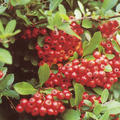 Feuerdorn 'Red Coloumn' (Pyracantha coccinea)