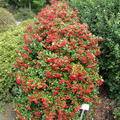 Feuerdorn 'Teton' (Pyracantha 'Teton')