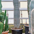 Pachycereus pringlei (130-150), im 35cm Topf, Hhe 140cm, Breite 25cm