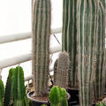 Pachycereus pringlei (160-180), im 55cm Topf, Hhe 170cm, Breite 40cm