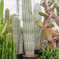 Pachycereus pringlei (160-200), im 45cm Topf, Hhe 160cm, Breite 40cm