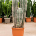 Pachycereus pringlei, im 30cm Topf, Hhe 100cm, Breite 35cm