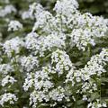 Pachyphragma macrophylla