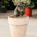 Pachypodium bispinosum, Verzweigt, im 35cm Topf, Hhe 75cm, Breite 35cm