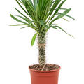 Pachypodium lamerei (50-60), Stamm, im 17cm Topf, Hhe 55cm, Breite 35cm