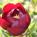 Paeonia x lactiflora 'Buckeye Belle'