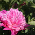 Paeonia x lactflora 'Edulis Superba'