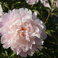 Paeonia x lactiflora 'Lady Alexandra Duff'