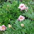 Paeonia  itoh 'Cora Louise', Paeonia  itoh 'Cora Louise'