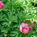 Paeonia  itoh 'Hillary', Paeonia  itoh 'Hillary'