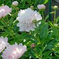 Paeonia lactiflora 'Catharina Fontijn', Paeonia lactiflora 'Catharina Fontijn'