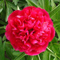 Paeonia officinalis 'Rosea Plena' Bauern-Pfingstrose