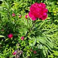 Paeonia officinalis 'Rubra Plena', Paeonia officinalis 'Rubra Plena'