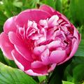 Paeonia x lactiflora 'Festiva Maxima', Pfingstrose, Ponie, Chinesische Edel-Pfingstrose