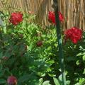 Paeonia x lactiflora 'Buckeye Belle', Paeonia x lactiflora 'Buckeye Belle'