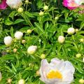 Paeonia x lactiflora 'Claire de Lune', Paeonia 'Claire de Lune'