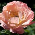 Paeonia x lactiflora 'Coral Sunset', Paeonia x lactiflora 'Coral Sunset'