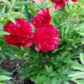 Paeonia x lactiflora 'Mackinac Grand', Paeonia x lactiflora 'Mackinac Grand'