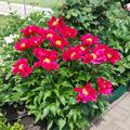 Paeonia x lactiflora 'Montezuma', Paeonia x lactiflora 'Montezuma'