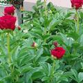 Paeonia x lactiflora 'Old Faithful', Paeonia x lactiflora 'Old Faithful'