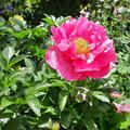 Paeonia x lactiflora 'Paula Fay', Paeonia x lactiflora 'Paula Fay'