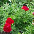 Paeonia x lactiflora 'Red Charm', Paeonia x lactiflora 'Red Charm'