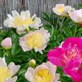 Paeonia x lactiflora 'Soft Salmon Saucer', Paeonia x lactiflora 'Soft Salmon Saucer'
