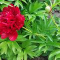 Paeonia x officinalis 'Eliza Lundy', Paeonia x officinalis 'Eliza Lundy'