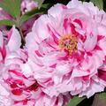 Paeonia x suffruticosa 'Shima Nishiki', Paeonia x suffruticosa 'Shima Nishiki'