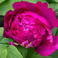 Paeonia x suffruticosa Wu-Long-Peng-Shen,Pfingstrose, Pfingstrosen, Strauchpfingstrose, Strauchpfingstrosen