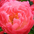 Paeonia, Pfingstrose Coral Sunset