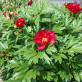 Pfingstrose, Paeonia Scarlet Heaven, Itoh Hybride