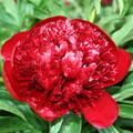 Pfingstrose, Paeonia Red Charm, Hybride, geflltblhend