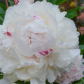 Pfingstrose, Paeonia Eskimo Pie