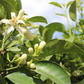 Palstinensische Limette 'Palestina' (Citrus limettioides)