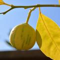 Panaschierte Orange 'Tarocco foliis variegatis', Citrus sinensis 'Tarocco foliis variegatis'