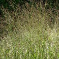 Panicum virgatum 'Strictum', Aufrechte Ruten-Hirse 'Strictum'