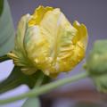 Papageien Tulpe 'Yellow Madonna', Tulipa 'Yellow Madonna'