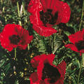 Papaver orientale 'Beauty of Livermere', Orientalischer Mohn 'Beauty of Livermere'